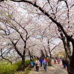 3 lễ hội xuân tại Hàn Quốc cho người yêu hoa anh đào 3 le hoi xuan tai Han Quoc cho nguoi yeu hoa anh dao hinh anh 1 01_Yeouido_diem_ngam_hoa_anh_dao_noi_tieng_Seoul.jpg