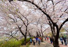3 lễ hội xuân tại Hàn Quốc cho người yêu hoa anh đào 3 le hoi xuan tai Han Quoc cho nguoi yeu hoa anh dao hinh anh 1 01_Yeouido_diem_ngam_hoa_anh_dao_noi_tieng_Seoul.jpg