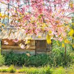 Cảnh thực đẹp như xứ cổ tích ở vùng ngoại ô Đà Lạt Canh thuc dep nhu xu co tich o vung ngoai o Da Lat hinh anh 1 03d83578ff2d07735e3c.jpg