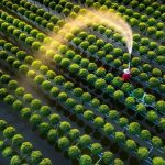 Làng hoa trăm tuổi vào mùa Tết Làng hoa trăm tuổi vào mùa Tết