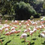 10 vườn thú nên tham quan một lần khi đi du lịch 10 vuon thu nen tham quan mot lan khi di du lich co gi dac biet? hinh anh 1