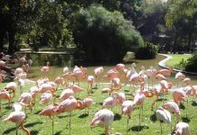 10 vườn thú nên tham quan một lần khi đi du lịch 10 vuon thu nen tham quan mot lan khi di du lich co gi dac biet? hinh anh 1