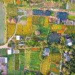 Vườn hoa Tết bên lò gạch 100 tuổi Vườn hoa Tết bên lò gạch 100 tuổi