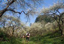 Lạc bước ‘thiên đường trắng’ Mộc Châu mùa hoa mận nở Lạc bước thiên đường trắng Mộc Châu mùa hoa mận nở - Ảnh 1.