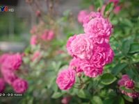 Khám phá rừng tràm Trà Sư Rực rỡ sắc xuân ở làng hoa Mê Linh