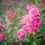 Rực rỡ sắc xuân ở làng hoa Mê Linh Rực rỡ sắc xuân ở làng hoa Mê Linh - Ảnh 1.