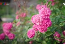 Rực rỡ sắc xuân ở làng hoa Mê Linh Rực rỡ sắc xuân ở làng hoa Mê Linh - Ảnh 1.