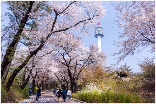 [Hoa anh đào ở tháp N Seoul.