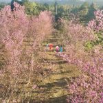 Hoa mai anh đào bung sắc hồng ở Măng Đen Hoa mai anh đào bung sắc hồng ở Măng Đen - Ảnh 1.