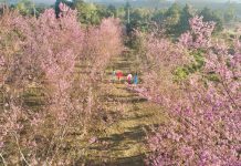 Hoa mai anh đào bung sắc hồng ở Măng Đen Hoa mai anh đào bung sắc hồng ở Măng Đen - Ảnh 1.