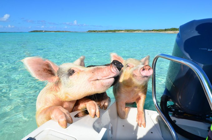 Hòn đảo nơi lợn biết bơi và xin ăn