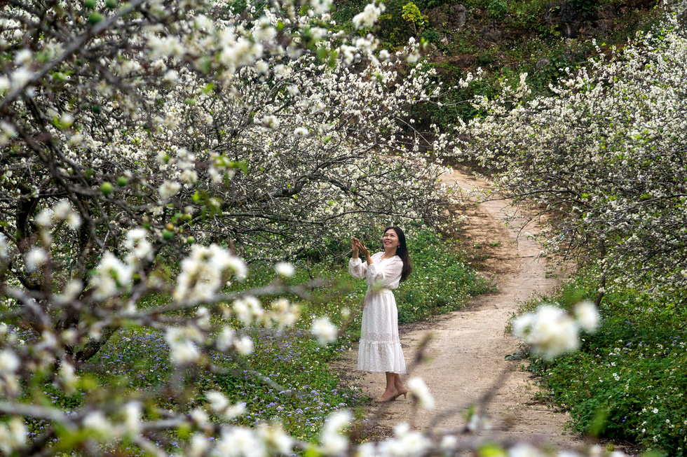Lạc bước thiên đường trắng Mộc Châu mùa hoa mận nở - Ảnh 11.
