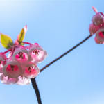 Đào chuông khoe sắc trên đỉnh Bà Nà Cứ mỗi độ xuân về, phong cảnh Bà Nà gây ấn tượng hơn bởi hình ảnh thơ mộng của từng khóm đào chuông - loài cây bản địa đua nhau khoe sắc như khoác thêm tấm áo mới đỉnh núi Chúa.