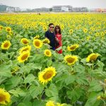 Vườn hướng dương 2 ha hút khách chụp ảnh Tết Vườn hướng dương 2 ha hút khách chụp ảnh Tết