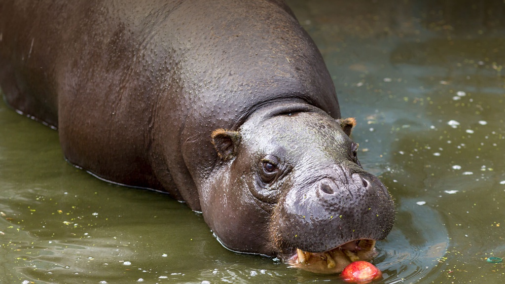 Loai dong vat luoi hon con luoi, ngu 22 gio/ngay hinh anh 4 animals_hero_pygmy_hippo.jpg