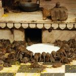 Bên trong đền thiêng có 25.000 con chuột Bên trong đền thiêng có hơn 25.000 con chuột