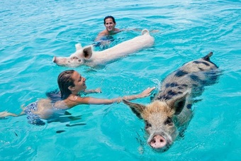 Hòn đảo nơi lợn biết bơi và xin ăn