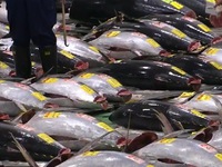 Nhật Bản: Chợ cá Toyosu mở phiên đấu giá đầu tiên