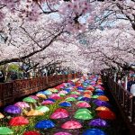 Những quốc gia nên ghé thăm dịp đầu năm Cuối tháng 3, đầu tháng 4 là thời điểm hoa anh đào Hàn Quốc nở rộ. Ảnh: Asia Exchange.