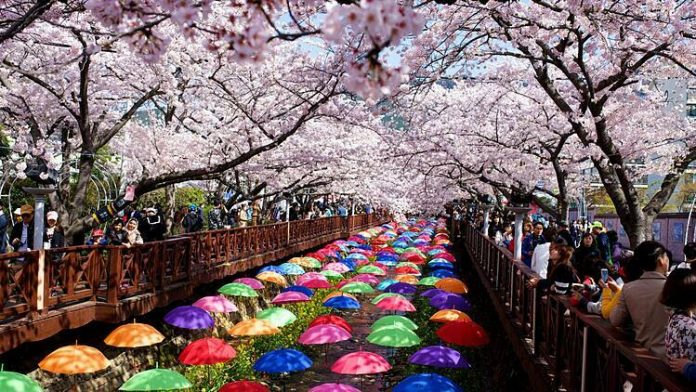 Cuối tháng 3, đầu tháng 4 là thời điểm hoa anh đào Hàn Quốc nở rộ. Ảnh: Asia Exchange.