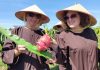 Khách nước ngoài thăm vườn thanh long Chị Viktoryia (phải) cùng các bạn Nga thích thú khi được chạm tay vào trái thanh long. Ảnh: Việt Quốc