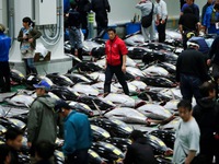 Sau 1 tháng mở cửa, chợ cá Tokyo có những thay đổi gì?
