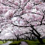 Chinh phục ‘cung đường kim cương’ Chinh phục 'cung đường kim cương'