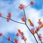 Hoa đào chuông trên đỉnh Bà Nà Hoa đào chuông trên đỉnh Bà Nà