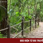 Trải nghiệm đi bộ giữa rừng tại trung tâm bảo tồn thiên nhiên ở Singapore