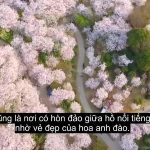 Điểm ngắm hoa anh đào đẹp nhất Giang Tô Điểm ngắm hoa anh đào đẹp nhất Giang Tô