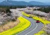 4 trải nghiệm mùa xuân trên đảo Jeju Cung đường ngập hoa cải vàng và hoa anh đào. Ảnh: Visit Jeju.