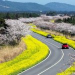4 trải nghiệm mùa xuân trên đảo Jeju Cung đường ngập hoa cải vàng và hoa anh đào. Ảnh: Visit Jeju.