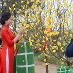 Tết sớm ở làng trồng bưởi Tiến Vua Tết Phố - Đón Tết Nguyên đán đậm văn hoá Hà Nội