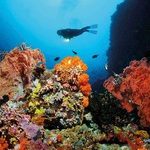 Chứng nhận kỷ lục công viên san hô đầu tiên tại Việt Nam Rạn san hô lớn nhất thế giới vào mùa sinh sản