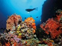 Chứng nhận kỷ lục công viên san hô đầu tiên tại Việt Nam Rạn san hô lớn nhất thế giới vào mùa sinh sản