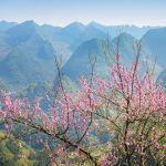 Mùng 1 Tết Canh Tý 2020: Du xuân lên cao nguyên đá xem ‘đá nở hoa’ Mùa xuân về với cao nguyên đá khi sắc hoa bắt đầu phủ khắp rừng núi trập trùng.