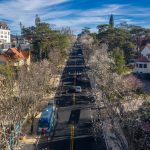 Hoa ban trắng nở rộ ở Đà Lạt Hoa ban trắng nở rộ ở Đà Lạt