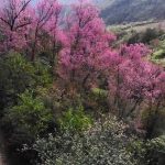 Hoa đào rừng nhuộm hồng Mù Cang Chải Hoa đào rừng nhuộm hồng Mù Cang Chải