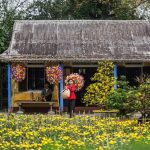 Tết ở làng hoa giấy Thanh Tiên Tết ở làng hoa giấy Thanh Tiên