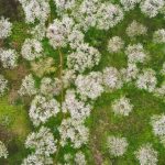 Hoa mận nở trắng Mộc Châu Hoa mận nở trắng Mộc Châu