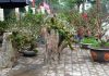 Nhất chi mai cổ mọc trên gốc gỗ quý giá chục triệu đồng hút khách Nhất chi mai đang được khá nhiều người tại Hà Nội ưa chuộng trong dịp Tết 2020. /// Ảnh: Giang Ngọc