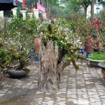 Nhất chi mai cổ mọc trên gốc gỗ quý giá chục triệu đồng hút khách Nhất chi mai đang được khá nhiều người tại Hà Nội ưa chuộng trong dịp Tết 2020. /// Ảnh: Giang Ngọc