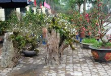 Nhất chi mai cổ mọc trên gốc gỗ quý giá chục triệu đồng hút khách Nhất chi mai đang được khá nhiều người tại Hà Nội ưa chuộng trong dịp Tết 2020. /// Ảnh: Giang Ngọc