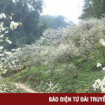 Hoa mận bung nở trắng trời ở Mộc Châu