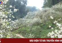 Hoa mận bung nở trắng trời ở Mộc Châu