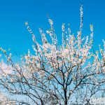 Gần Tết lạc giữa rừng hoa mận trắng Mộc Châu, check-in với ảnh đẹp sững sờ Hoa mận trong nắng vùng miền núi Mộc Châu. /// Ảnh: Trần Thương