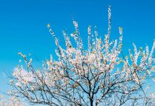 Gần Tết lạc giữa rừng hoa mận trắng Mộc Châu, check-in với ảnh đẹp sững sờ Hoa mận trong nắng vùng miền núi Mộc Châu. /// Ảnh: Trần Thương