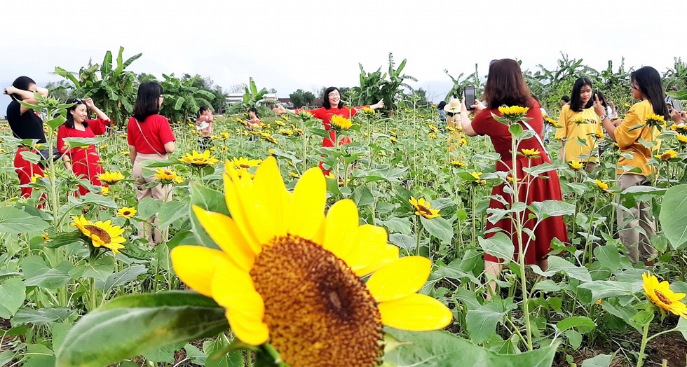 Du khách nô nức chụp ảnh ở vườn hoa hướng dương gần dịp Tết Canh Tý - ảnh 7