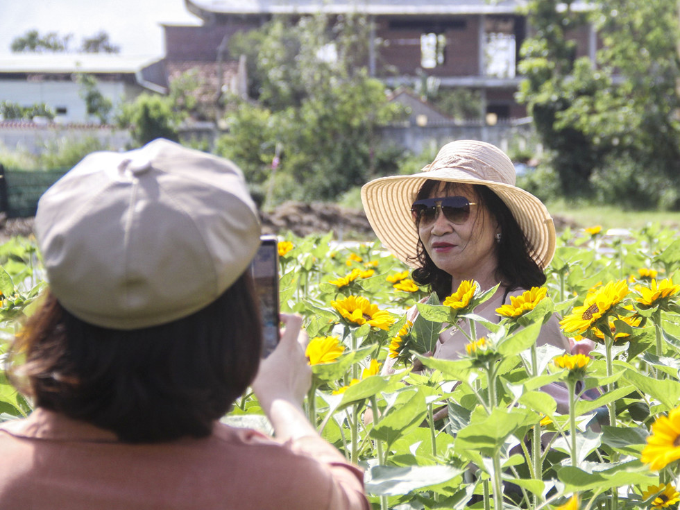 Du khách nô nức chụp ảnh ở vườn hoa hướng dương gần dịp Tết Canh Tý - ảnh 4