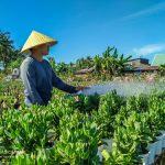Làng hoa Sa Đéc vào dịp Tết Làng hoa Sa Đéc vào mùa trẩy hội (xin bài edit)